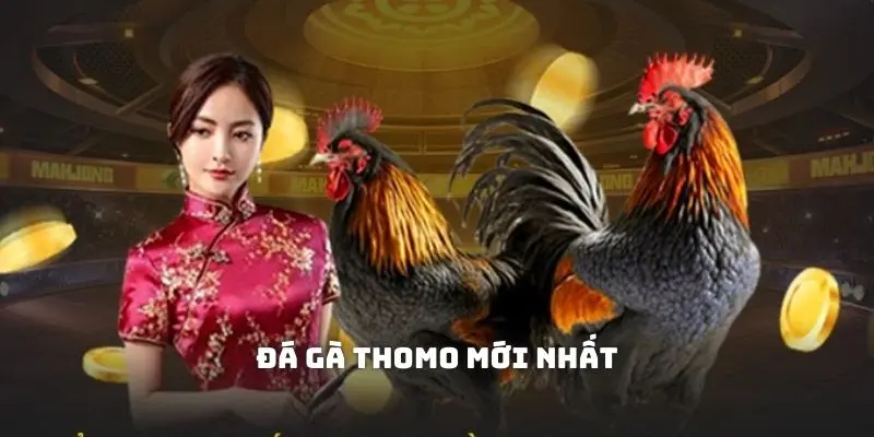 Đá Gà Thomo Mới Nhất Và Những Điều Quan Trọng Bạn Cần Biết